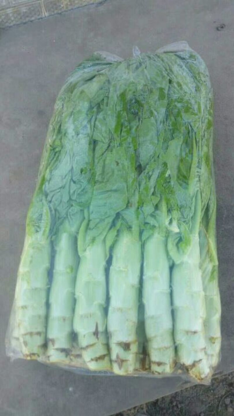 三青圆叶莴笋2斤以上60~70cm