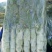 三青圆叶莴笋2斤以上60~70cm