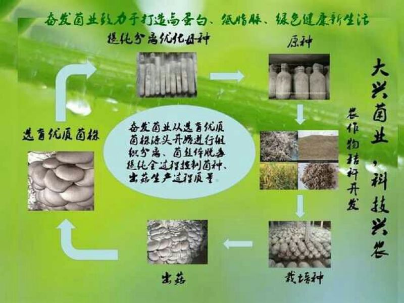 姬菇菌种姬菇栽培种