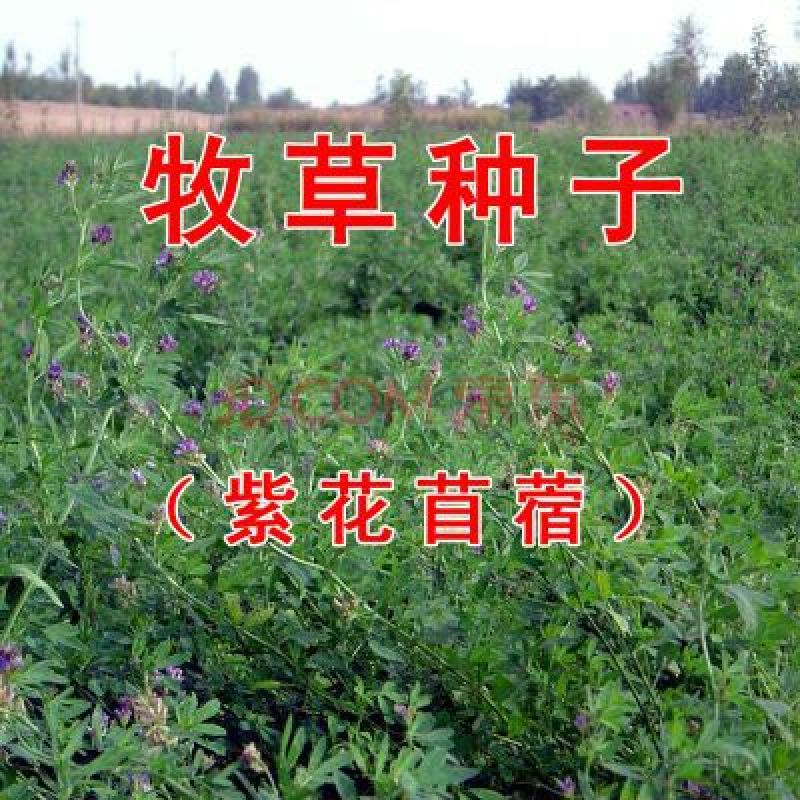 紫花苜蓿种子