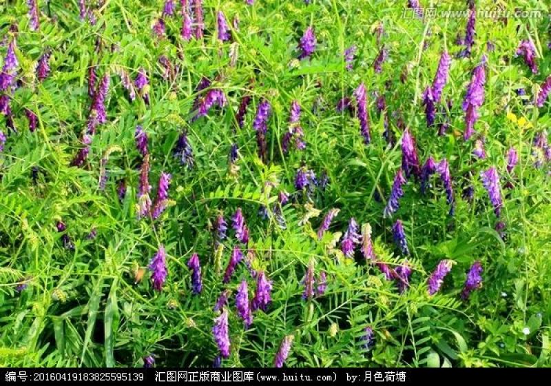 紫花苜蓿种子