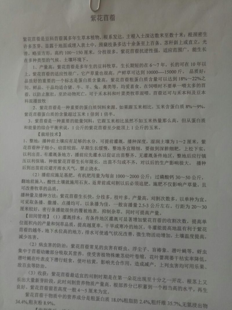 紫花苜蓿种子