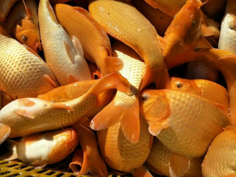 兴国红鲤0.5~1公斤食用