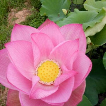 莲子壳