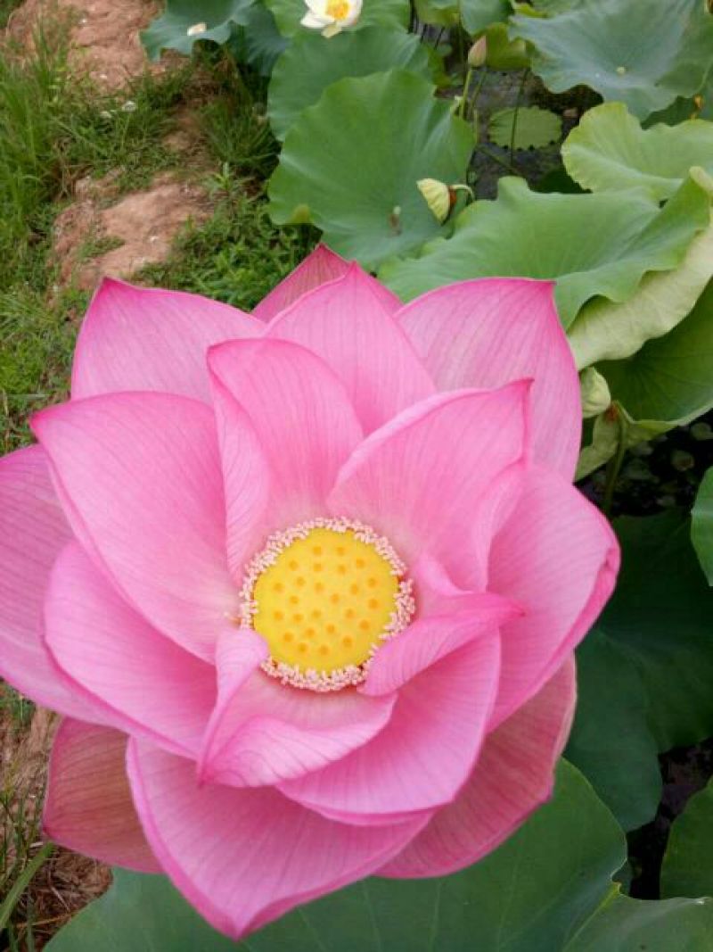 莲子壳