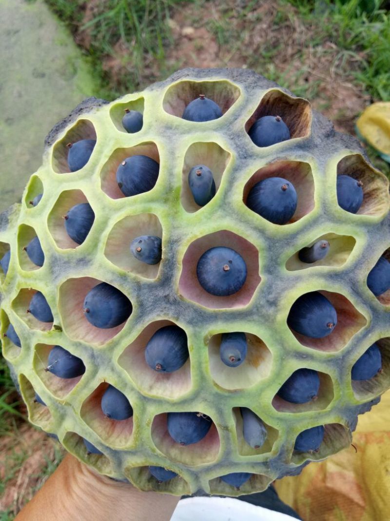 莲子壳