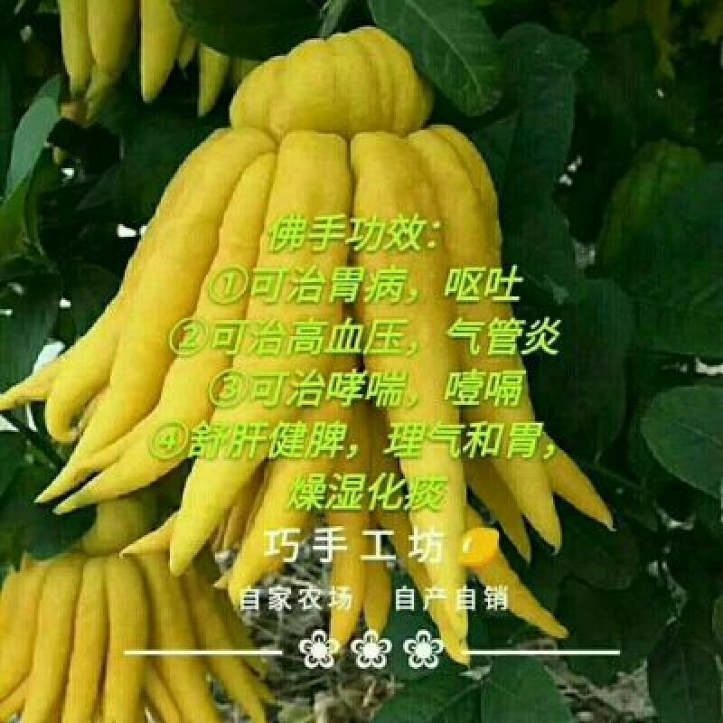 柠檬膏