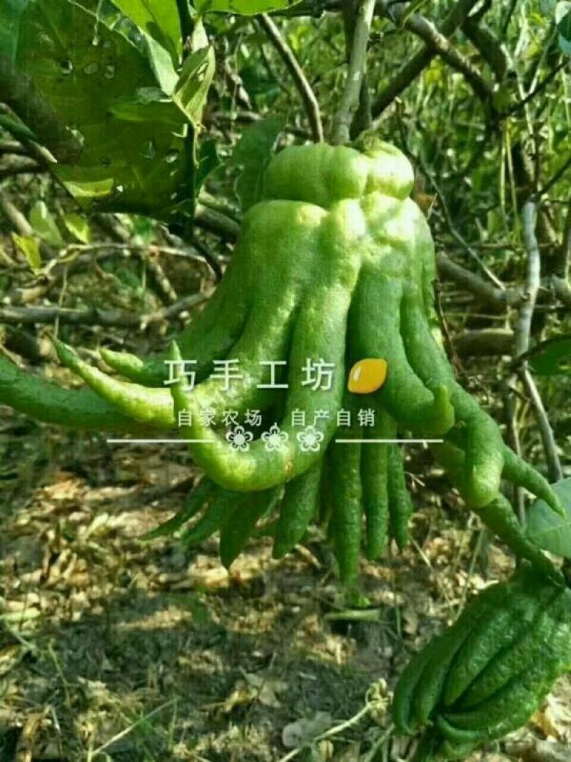 柠檬膏