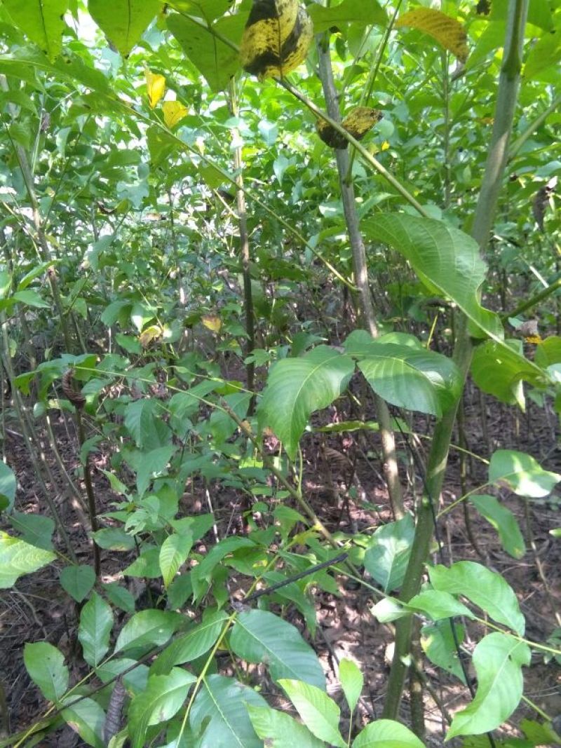 川早2号核桃苗二年苗50~100cm