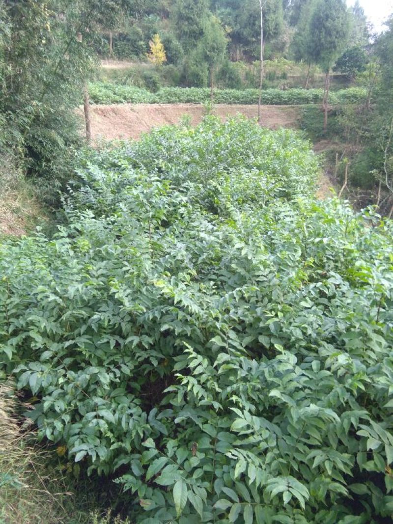川早2号核桃苗二年苗50~100cm