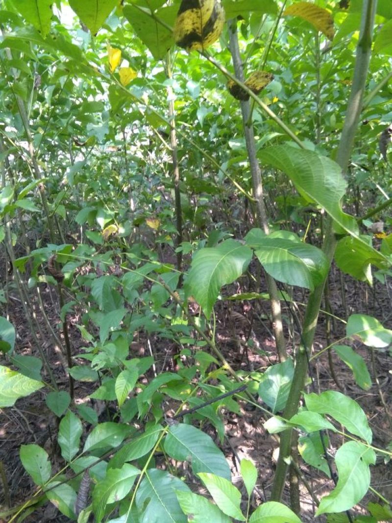 川早2号核桃苗二年苗50~100cm