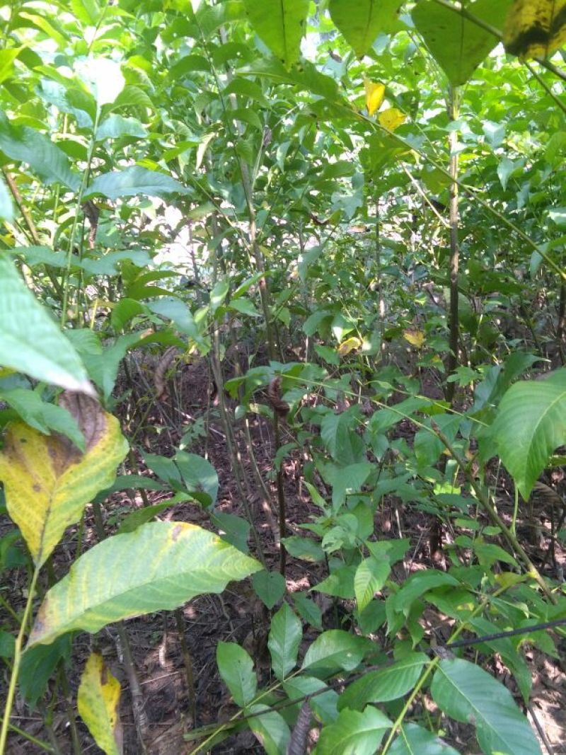 川早2号核桃苗二年苗50~100cm