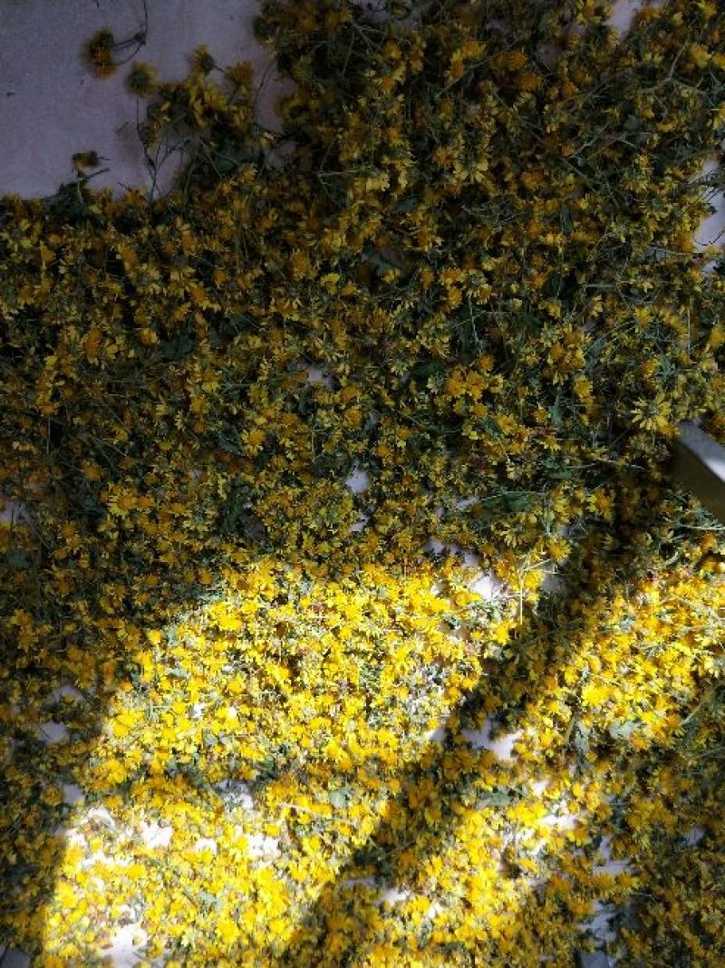 野菊花散装