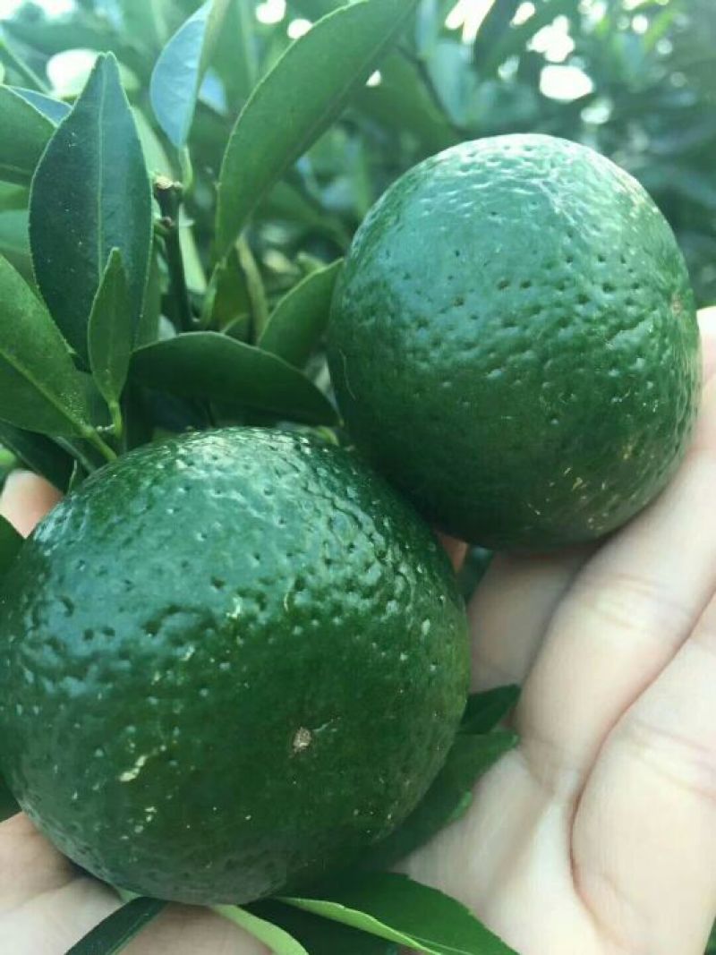柑普茶特级