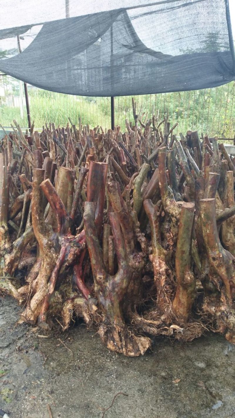 大量紫薇桩头下山货20到50公分直径一手货源