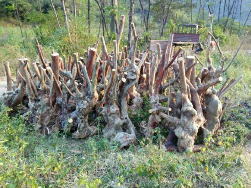 大量紫薇桩头下山货20到50公分直径一手货源