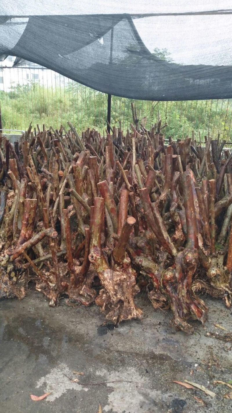 大量紫薇桩头下山货20到50公分直径一手货源