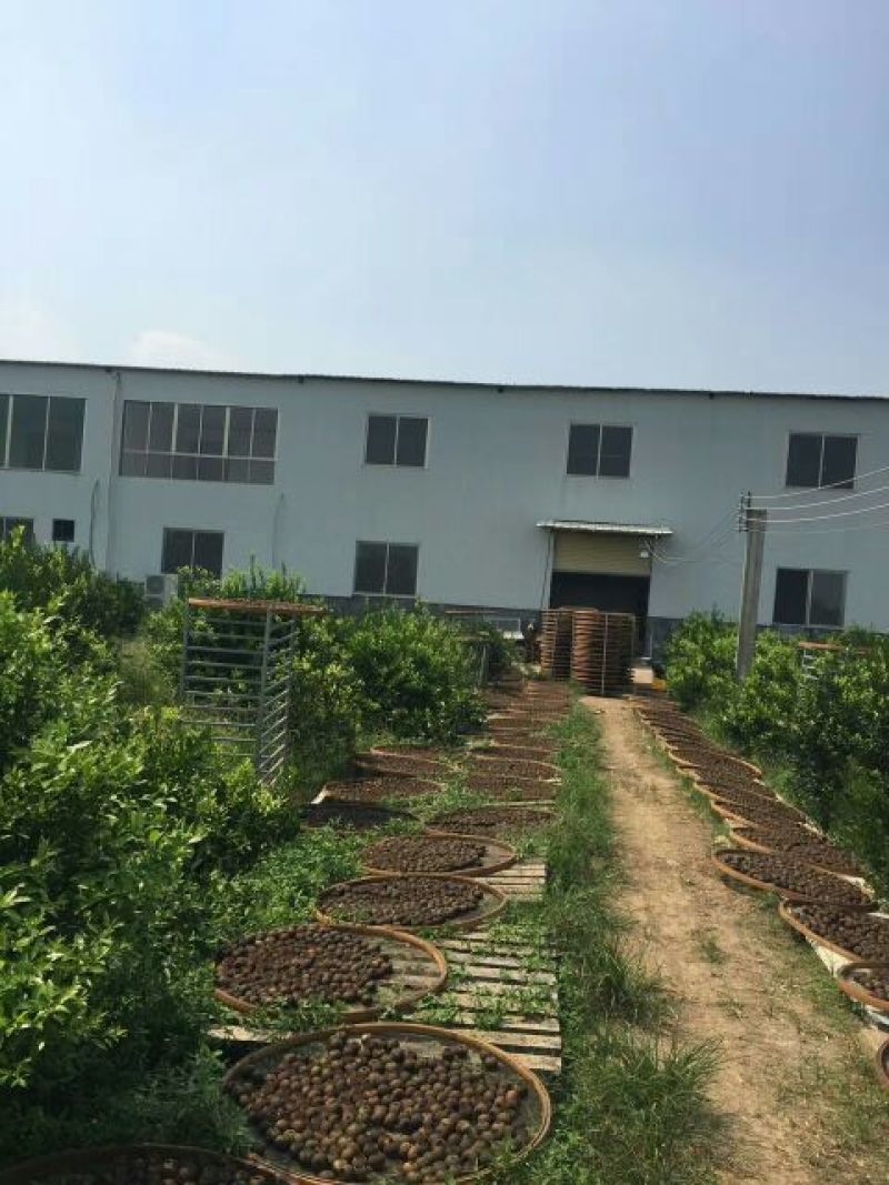 柑普茶特级