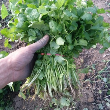 大叶香菜20~30厘米