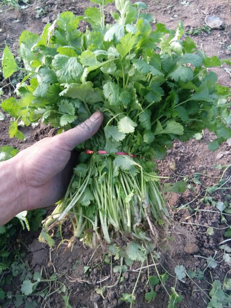 大叶香菜20~30厘米