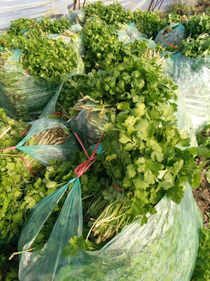 大叶香菜20~30厘米
