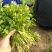 大叶香菜20~30厘米