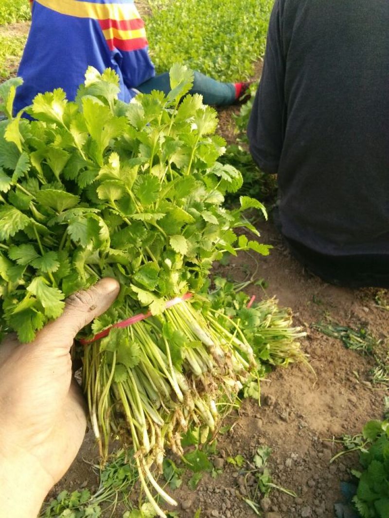 大叶香菜20~30厘米