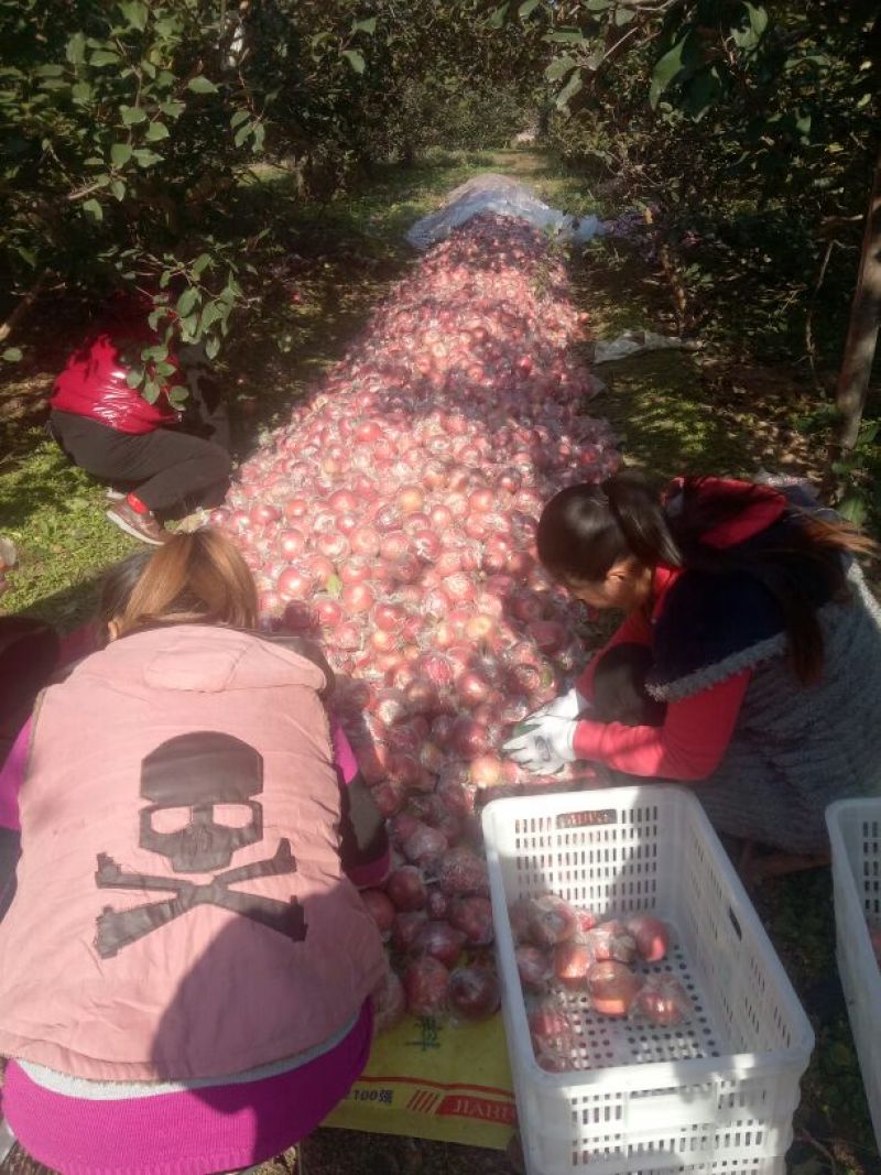 河北深州秀水苹果75mm以上膜袋，货源充足，量大从优