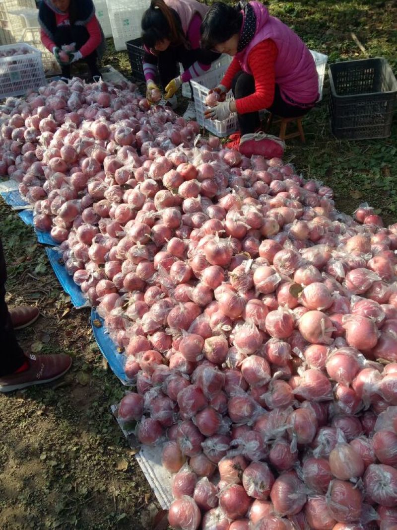 河北深州秀水苹果75mm以上膜袋，货源充足，量大从优