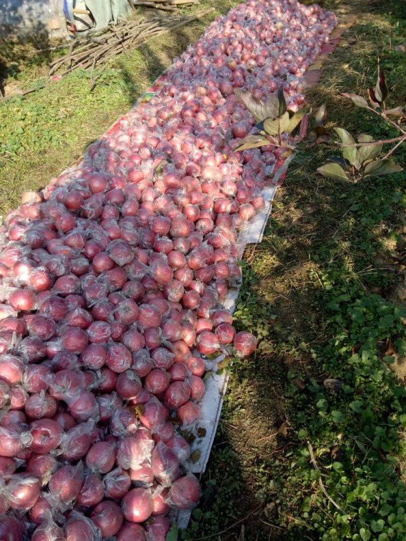 河北深州秀水苹果75mm以上膜袋，货源充足，量大从优