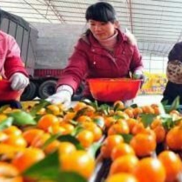 麻阳冰糖橙精品果口感好汁多味甜一千斤以上起批，谢绝零售