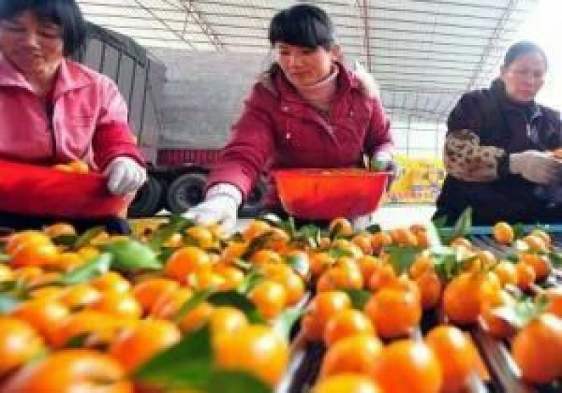 麻阳冰糖橙精品果口感好汁多味甜一千斤以上起批，谢绝零售