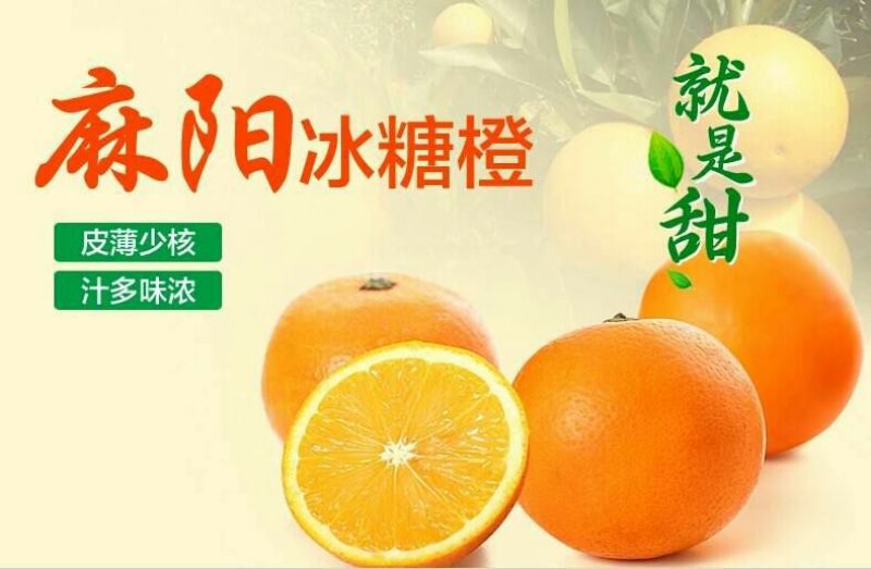 麻阳冰糖橙精品果口感好汁多味甜一千斤以上起批，谢绝零售