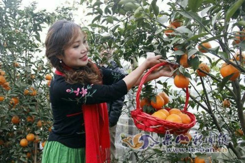 麻阳纽荷尔脐橙口感香甜无籽皮溥孕妇水果谢绝零售一千斤起