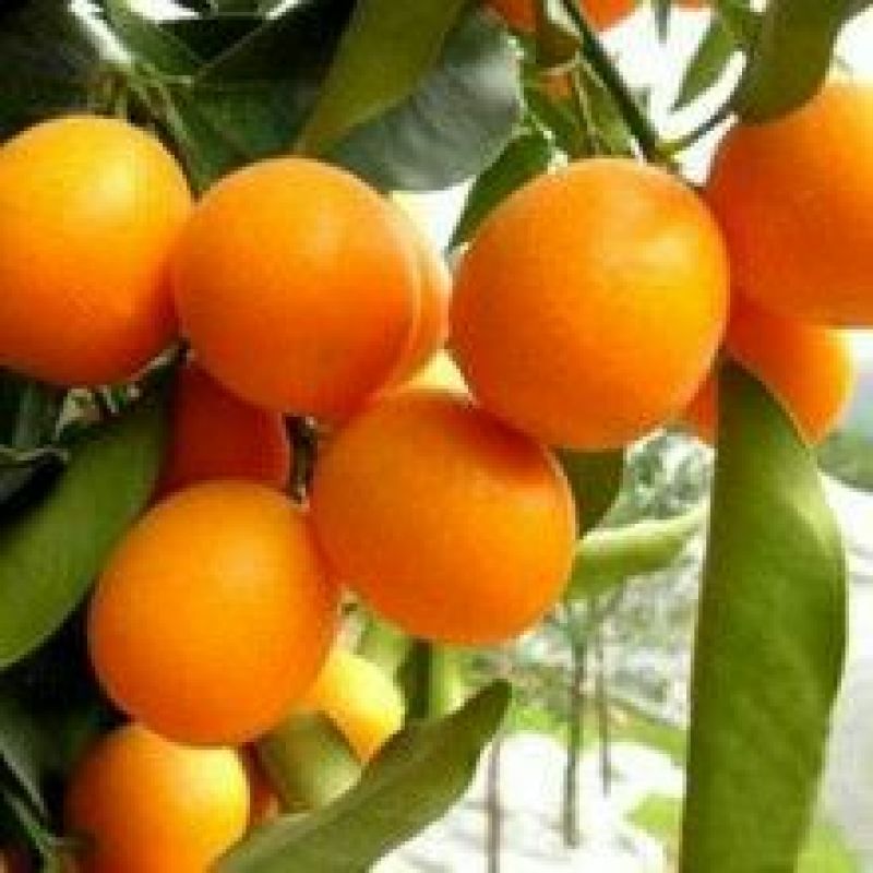 麻阳纽荷尔脐橙口感香甜无籽皮溥孕妇水果谢绝零售一千斤起