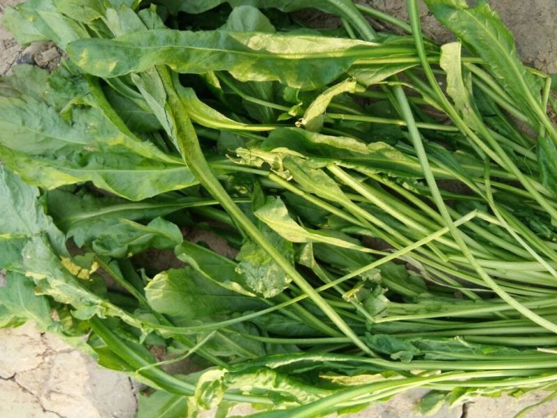 荠菜5~10cm