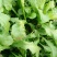 荠菜5~10cm