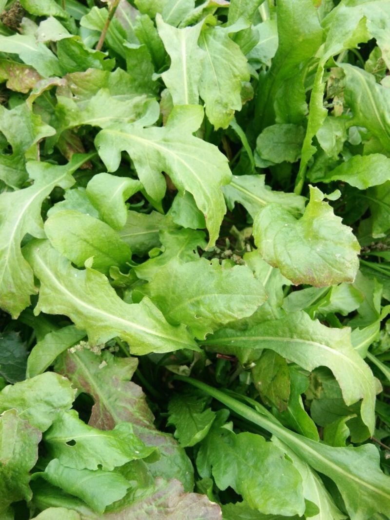 荠菜5~10cm