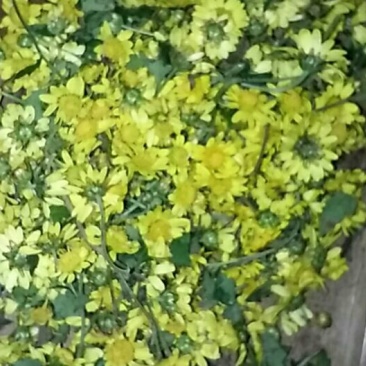 野菊花散装