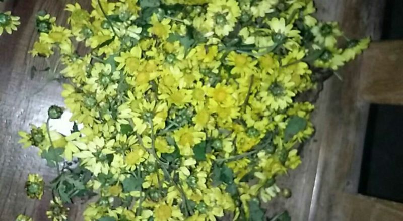 野菊花散装
