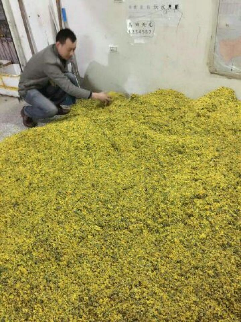 野菊花散装