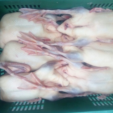 白条鸭