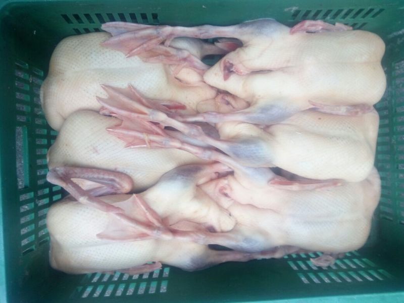 白条鸭
