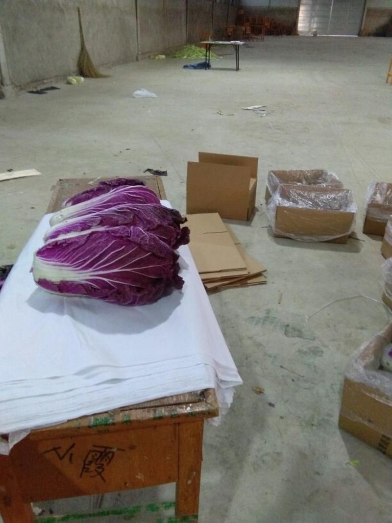 供应特色菜紫白菜，出口，商超，提供各种包装，装车一条龙