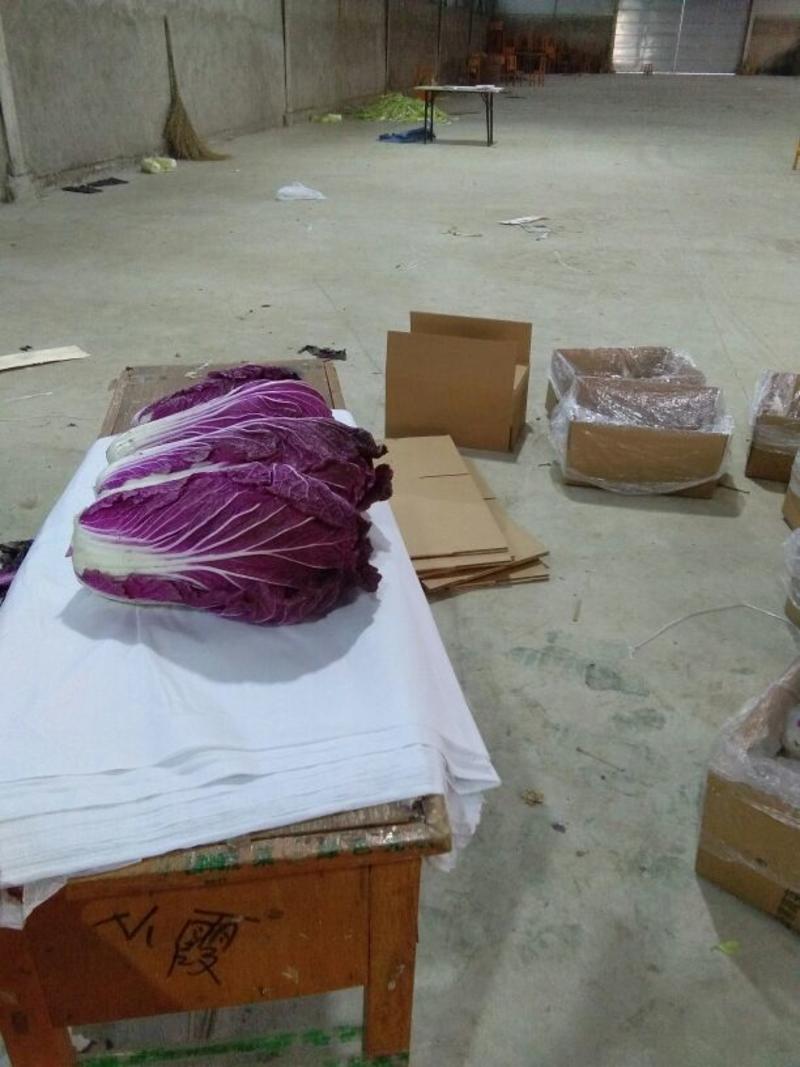 供应特色菜紫白菜，出口，商超，提供各种包装，装车一条龙
