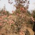 阳丰甜柿子树苗，挂果树80~100cm