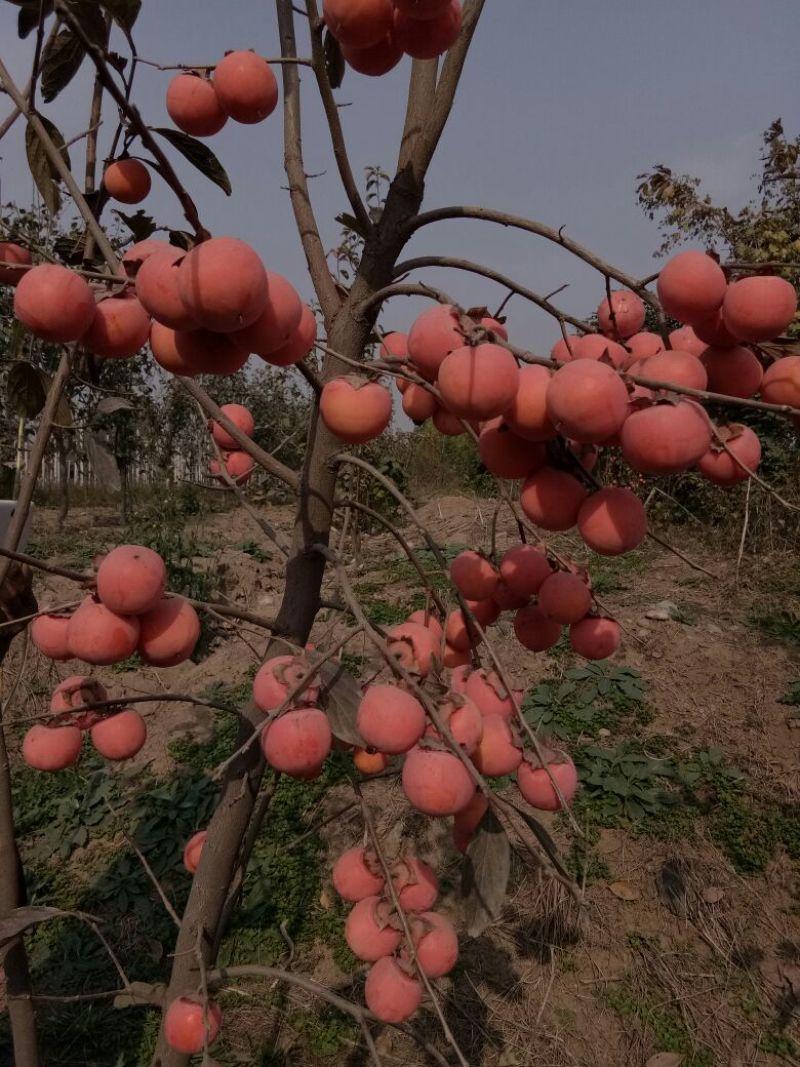 阳丰甜柿子树苗，挂果树80~100cm