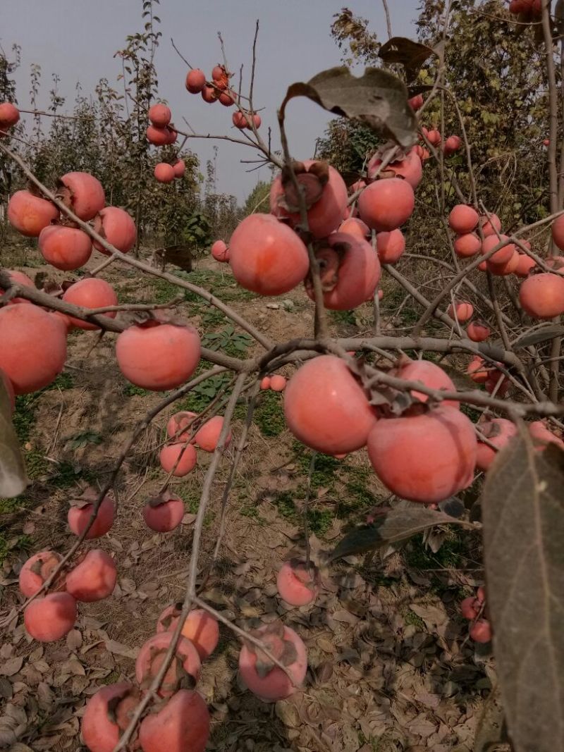 阳丰甜柿子树苗，挂果树80~100cm