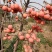 阳丰甜柿子树苗，挂果树80~100cm