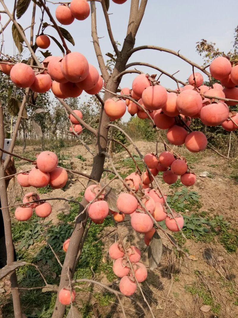 阳丰甜柿子树苗，挂果树80~100cm